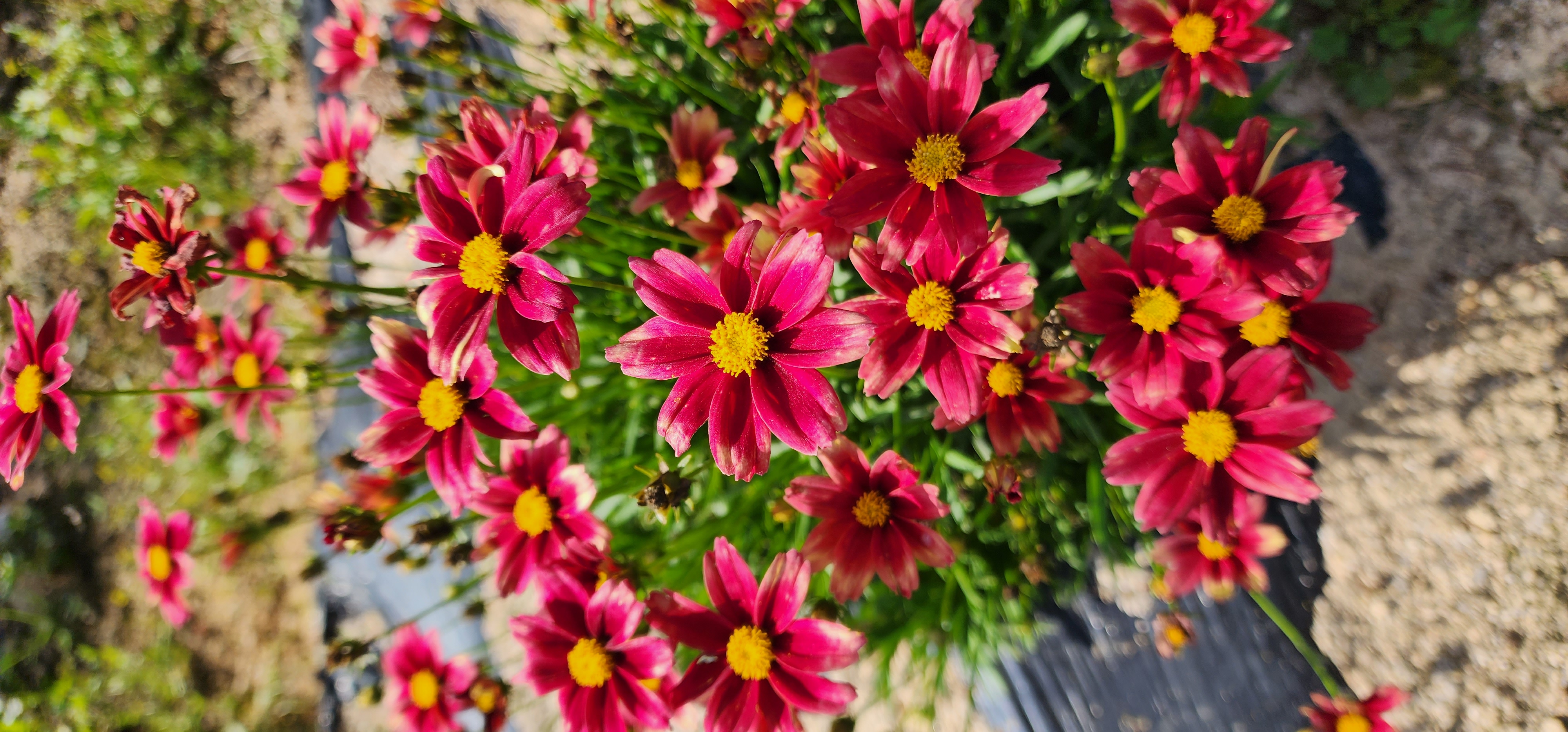 Coreopsis ‘Phoenix’